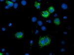 ILVBL Antibody in Immunocytochemistry (ICC/IF)