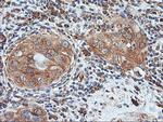 ILVBL Antibody in Immunohistochemistry (Paraffin) (IHC (P))