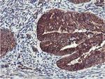ILVBL Antibody in Immunohistochemistry (Paraffin) (IHC (P))