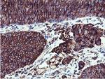 ILVBL Antibody in Immunohistochemistry (Paraffin) (IHC (P))