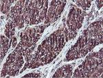 ILVBL Antibody in Immunohistochemistry (Paraffin) (IHC (P))