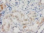 ILVBL Antibody in Immunohistochemistry (Paraffin) (IHC (P))
