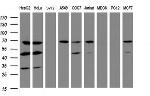 ILVBL Antibody in Western Blot (WB)