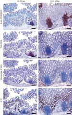 F4/80 Antibody in Immunohistochemistry (IHC)