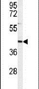 INO80B Antibody in Western Blot (WB)