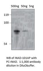 inaD Polyclonal Antibody