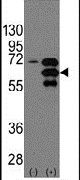 alpha Internexin Antibody in Western Blot (WB)