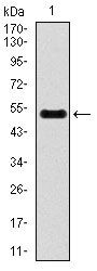 INCENP Antibody in Western Blot (WB)