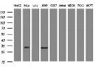 ING2 Antibody in Western Blot (WB)