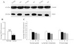 ING4 Antibody in Western Blot (WB)