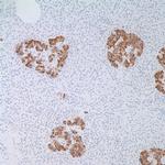 Insulin Antibody in Immunohistochemistry (IHC)