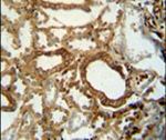 INSC Antibody in Immunohistochemistry (IHC)