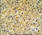 INSC Antibody in Immunohistochemistry (IHC)