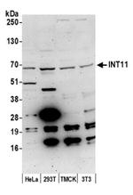 INT11 Antibody in Western Blot (WB)