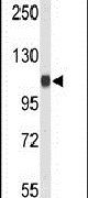 Importin 11 Antibody in Western Blot (WB)
