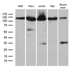 IPO5 Antibody in Western Blot (WB)