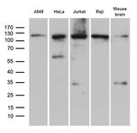 IPO5 Antibody in Western Blot (WB)