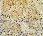 Importin 7 Antibody in Immunohistochemistry (IHC)