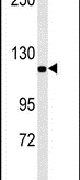 Importin 7 Antibody in Western Blot (WB)
