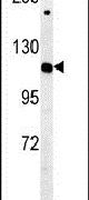 Importin 7 Antibody in Western Blot (WB)
