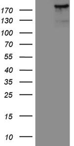 IQGAP1 Antibody in Western Blot (WB)