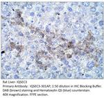 IQSEC3 Polyclonal Antibody