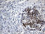 IRF2BP1 Antibody in Immunohistochemistry (Paraffin) (IHC (P))