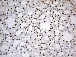 IRF2BP1 Antibody in Immunohistochemistry (Paraffin) (IHC (P))
