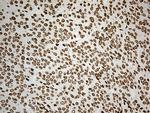 IRF2BP1 Antibody in Immunohistochemistry (Paraffin) (IHC (P))