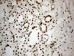 IRF2BP1 Antibody in Immunohistochemistry (Paraffin) (IHC (P))
