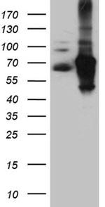 IRF2BP1 Antibody in Western Blot (WB)