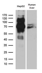IRF2BP1 Antibody in Western Blot (WB)