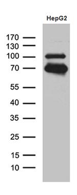 IRF2BP1 Antibody in Western Blot (WB)