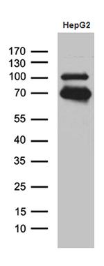 IRF2BP1 Antibody in Western Blot (WB)