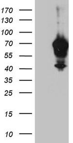 IRF2BP1 Antibody in Western Blot (WB)