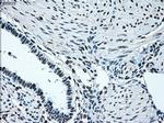 IRF3 Antibody in Immunohistochemistry (Paraffin) (IHC (P))