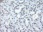 IRF3 Antibody in Immunohistochemistry (Paraffin) (IHC (P))
