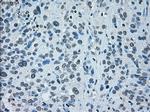 IRF3 Antibody in Immunohistochemistry (Paraffin) (IHC (P))
