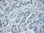 IRF3 Antibody in Immunohistochemistry (Paraffin) (IHC (P))