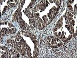 IRF5 Antibody in Immunohistochemistry (Paraffin) (IHC (P))