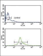 IRF5 Antibody in Flow Cytometry (Flow)