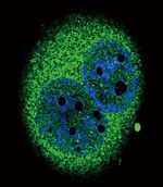 IRF5 Antibody in Immunocytochemistry (ICC/IF)