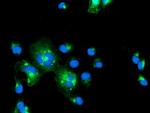 IRF6 Antibody in Immunocytochemistry (ICC/IF)