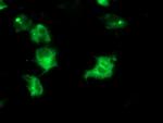 IRF6 Antibody in Immunocytochemistry (ICC/IF)