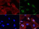 IRF6 Antibody in Immunocytochemistry (ICC/IF)