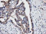 IRF6 Antibody in Immunohistochemistry (Paraffin) (IHC (P))