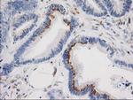 IRF6 Antibody in Immunohistochemistry (Paraffin) (IHC (P))