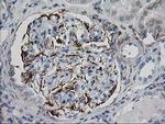 IRF6 Antibody in Immunohistochemistry (Paraffin) (IHC (P))