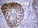 IRF6 Antibody in Immunohistochemistry (Paraffin) (IHC (P))