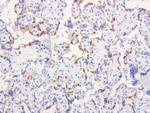 IRF6 Antibody in Immunohistochemistry (Paraffin) (IHC (P))